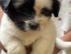 Shih Tzu Puppies