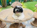 Shih Tzu Dogs
