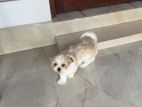 shitzu female 10months
