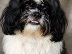 Shitzu Female Dog