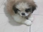 Shitzu Female Puppies
