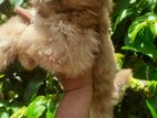 Shitzu Female Puppies