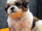 Shitzu Female Puppy