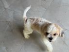 Shitzu female puppy