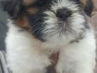 Shih Tzu Female Puppy