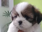 Shih Tzu Female Puppy