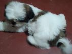 Shih Tzu Female Puppy