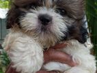 Shitzu Female Puppy