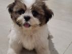 Shitzu Female Puppy