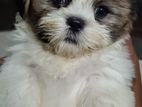 Shitzu Female Puppy