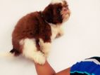 Shih Tzu Female Puppies
