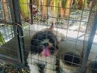 Shih Tzu for Crossing