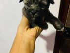 Shih Tzu Puppy