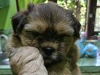 Shitzu Dog