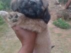 Shitzu Puppies
