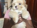 Shitzu puppies