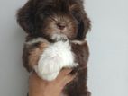 Shih Tzu Puppies