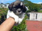 Shih Tzu Puppie