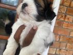 Shitzu Puppy
