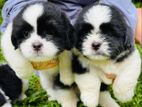 Shitzu Puppies