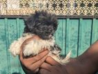 Shih Tzu Puppy