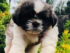 Shitzu Puppy