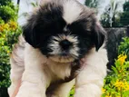Shitzu Puppy