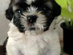 Shitzu Puppy