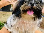 Shitzu Puppies