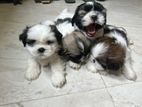 Shih Tzu Puppies