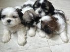 Shitzu Puppy