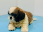 Shih Tzu Puppies