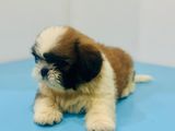 Shih Tzu Puppies