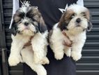 Shih Tzu Puppies