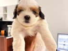 Shitzu Puppy