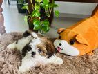 Shitzu Puppy
