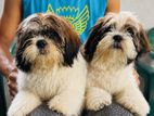 Shih Tzu Puppy