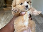 Shih Tzu Puppies