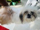 Shih Tzu Puppy