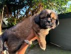 Shih Tzu Puppy