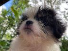 Shih Tzu Puppy