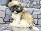 Shih Tzu Puppy