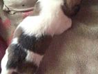 Shitzu Puppy