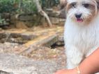 Shih Tzu Puppy