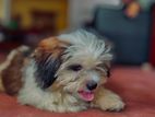 Shih Tzu Puppy