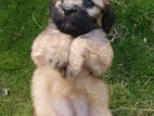 Shih Tzu Puppy