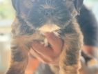 Shihtzu Puppy
