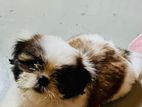Shitzu Puppy