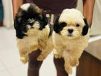 Shih Tzu Puppies
