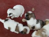 Shitzu Puppies